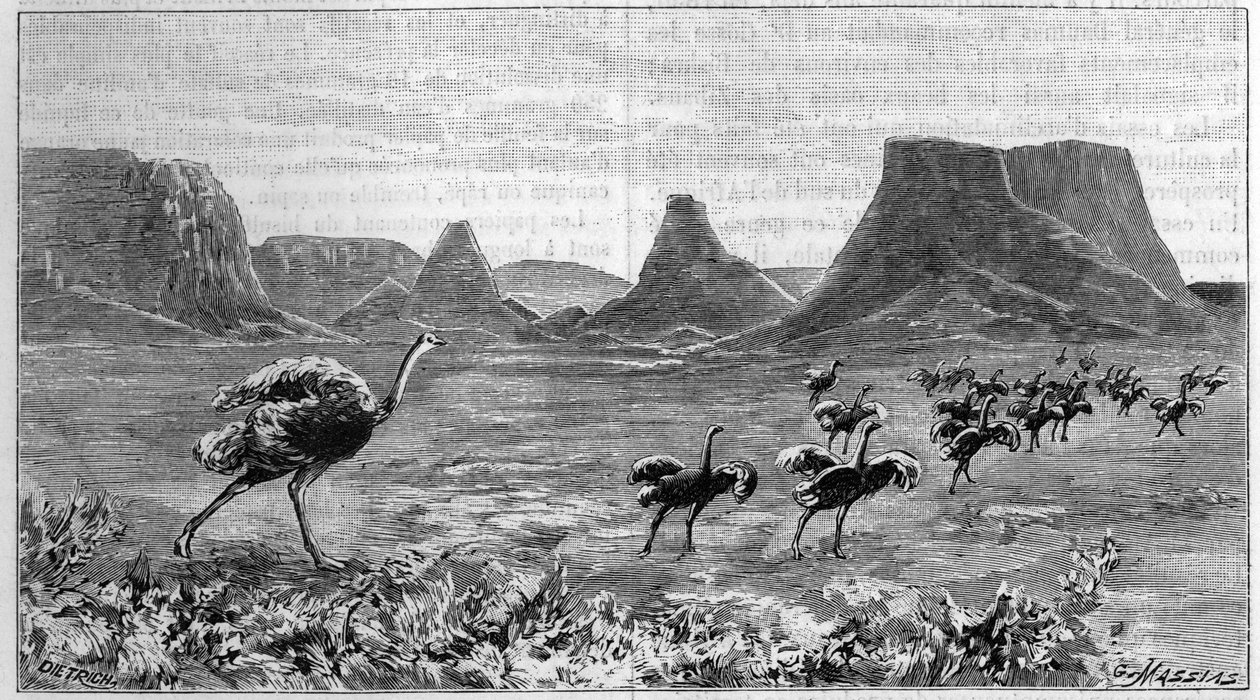 दक्षिणी अफ्रीका में शुतुरमुर्ग मुक्त। 1895 से लिचेंस्टीन द्वारा 1804 से एक ड्राइंग से उत्कीर्णन। द्वारा अज्ञात कलाकार
