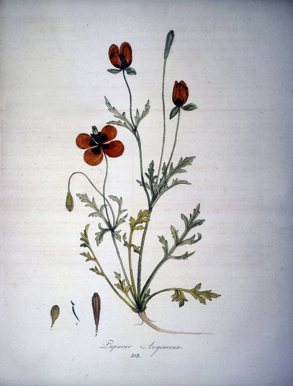 Papaver Argemone (खसखस आर्गेमोन का फूल और पौधा)। 19वीं सदी का हर्बेरियम। द्वारा अज्ञात कलाकार