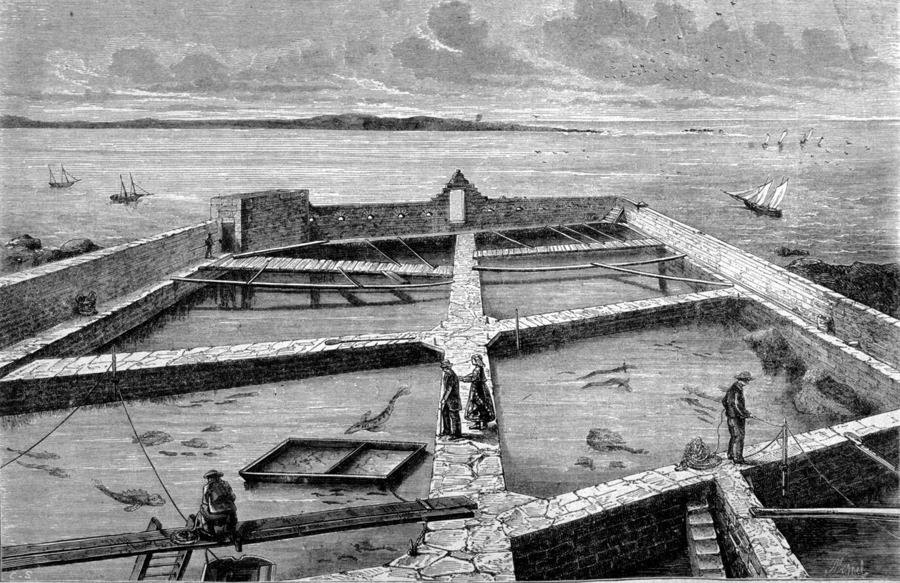 Concarneau में मछली पालन। 1860 से उत्कीर्णन। द्वारा अज्ञात कलाकार