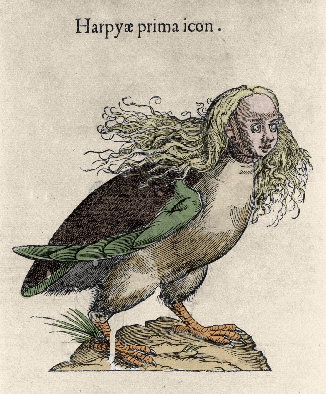 उलिसे एल्ड्रोवंडी (1522-1605), "" मॉन्स्टर हिस्ट्री "," बोलोग्ना 1642 द्वारा एक हार्पी एनग्रेविंग का प्रतिनिधित्व द्वारा अज्ञात कलाकार