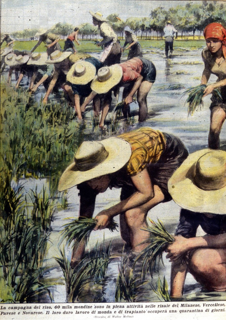 1954 में मिलान के आसपास के क्षेत्र में चावल की रोपाई। द्वारा अज्ञात कलाकार