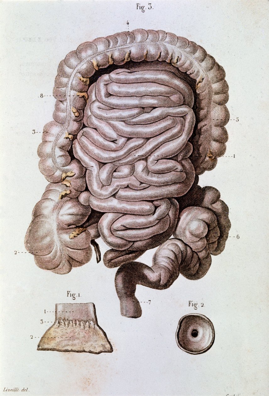 मानव आंत (आंत्र), ग्रहणी और छोटी आंत (उत्कीर्णन) का अध्ययन द्वारा अज्ञात कलाकार