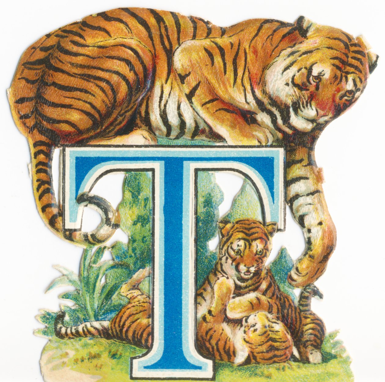 T: टाइगर द्वारा अज्ञात कलाकार