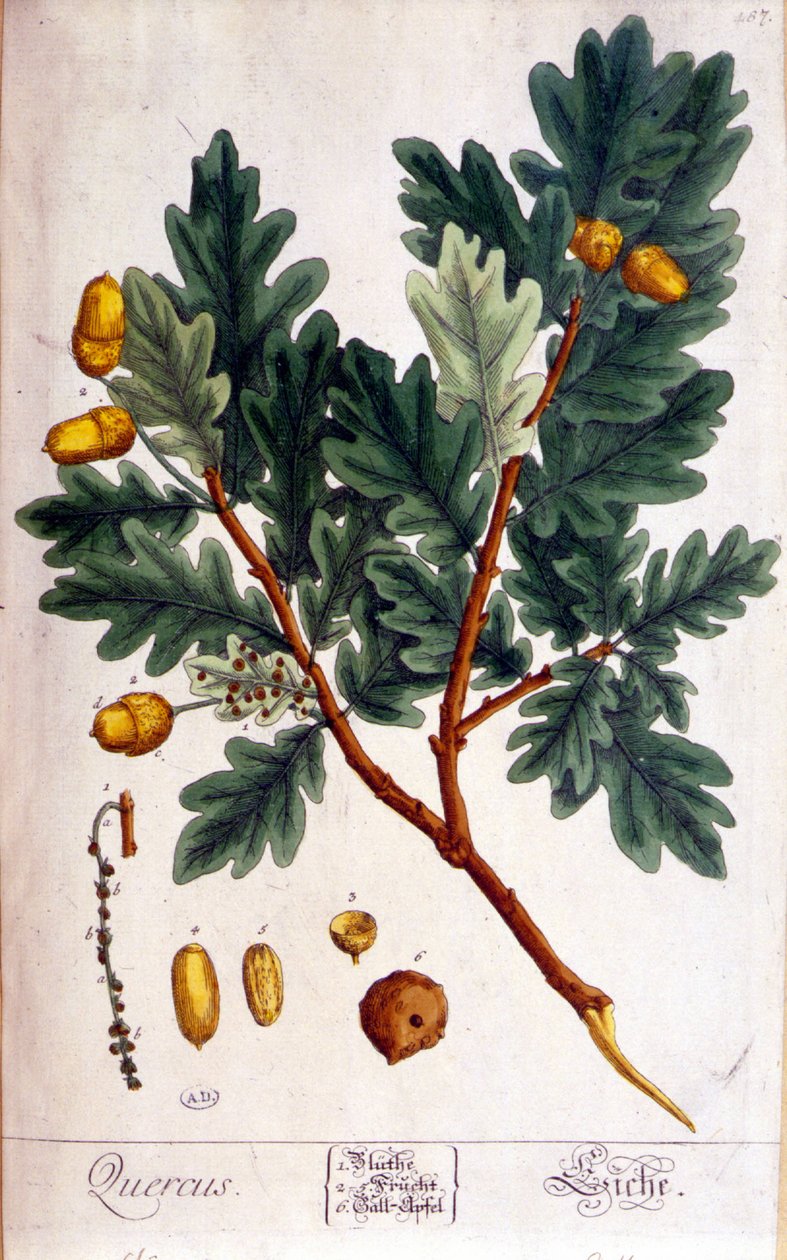 ओक (Quercus) - वानस्पतिक बोर्ड द्वारा अज्ञात कलाकार