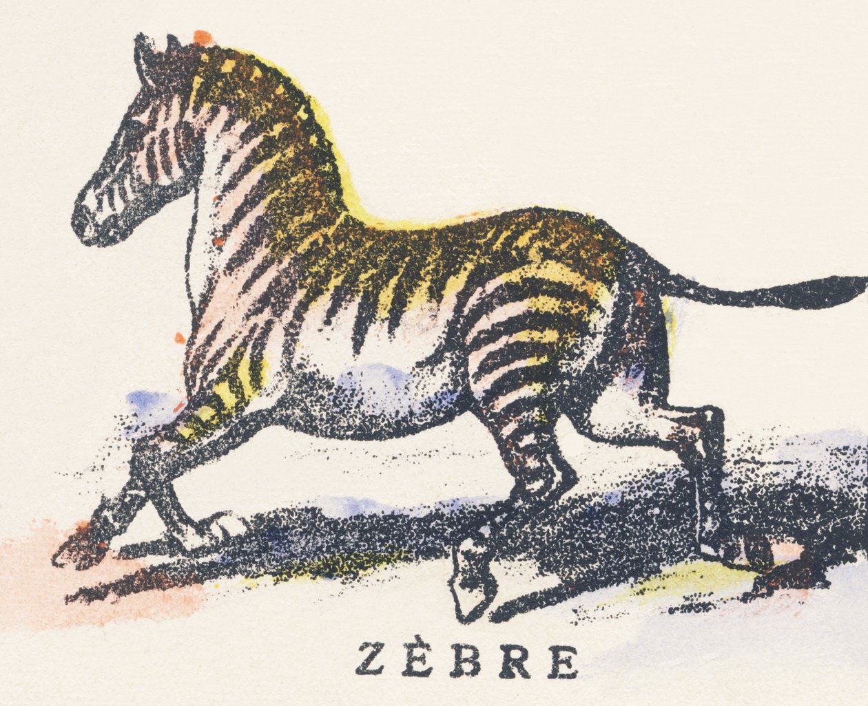 Z: ज़ेबरा द्वारा अज्ञात कलाकार