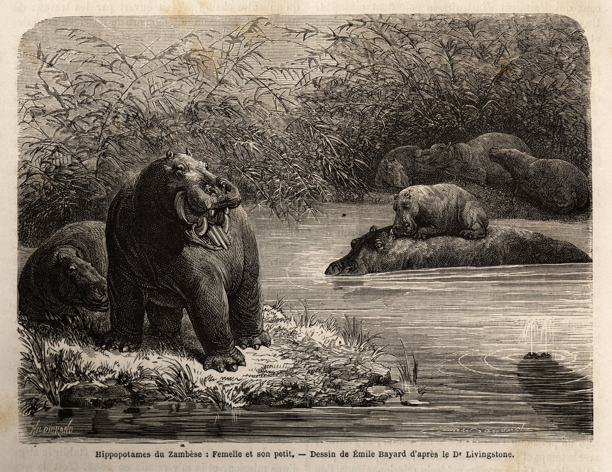 ज़ाम्बीज़ हिप्पोटैमस: नदी में ताज़ा महिला और उसका युवा। एडौर्ड चा के निर्देशन में प्रकाशित "ले टूर डू मोंडे, नोव्यू जर्नल डेस वॉयेजेस" में डॉ. लिविंगस्टोन की 1840 से 1856 तक दक्षिणी अफ्रीका की पहली यात्राओं को चित्रित करने के लिए उत्कीर्णन द्वारा अज्ञात कलाकार