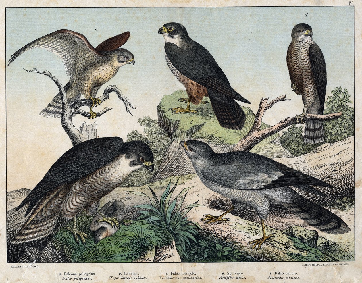 A PELERIN Falcon (Falco), B: हॉक हॉक (Hypotriorchis Hobby), C: Falcon Falcon (Tunnculus alandarins), d यूरोपीय हॉक (Harrier), e सिंगिंग अराउंड (Melierax Music) - "नेचुरल हिस्ट्री बर्ड्स, एड। होपली मिलन द्वारा अज्ञात कलाकार