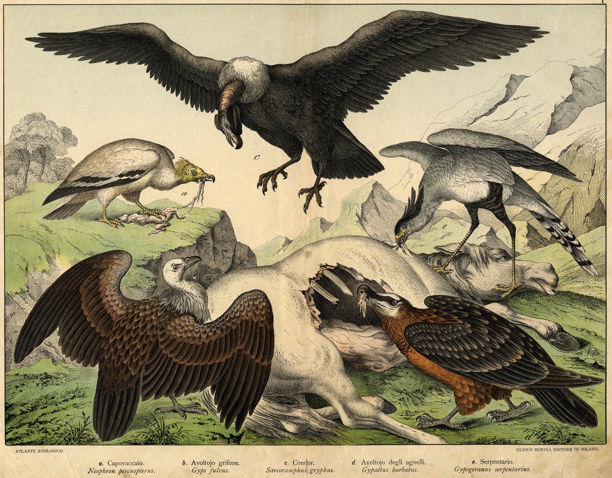 a: Percnopterus (Neophron percnopterus), b: Griffon Vulture (Gyps fulvus), c: Condor (Sarcorampus Gryphus), d: भेड़ के गिद्ध (Gypaëtus barbatus), e: सांप (Gypogeranus serpentarius) - "नेचुरल हिस्ट्री ऑफ़ बर्ड्स" में , ईडी। होपली, मिलानो द्वारा अज्ञात कलाकार