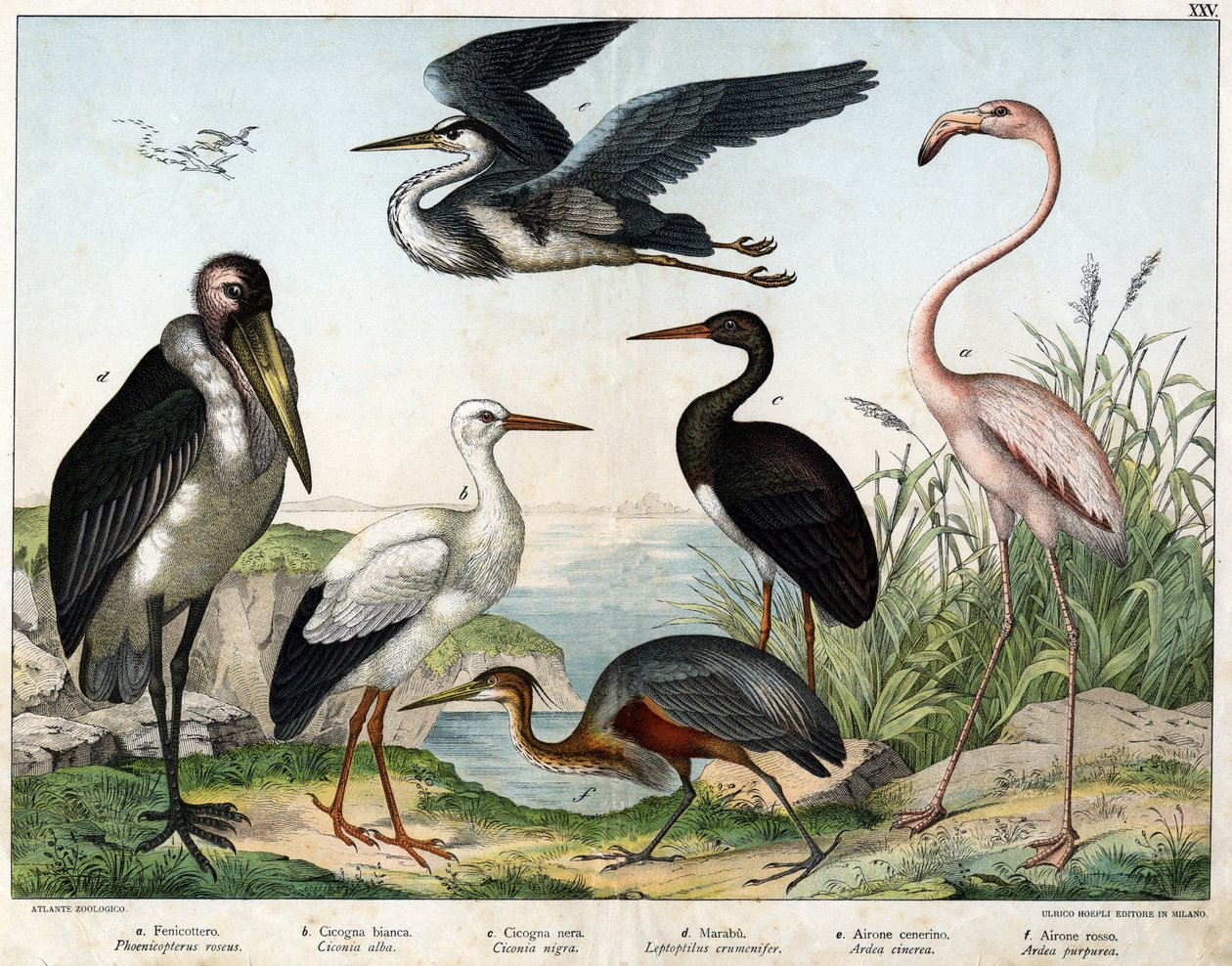 a: Phenicopterer या Flamingo (Phoenicopterus roseus), b: सफेद सारस (Ciconia alba), c: काला सारस (Ciconia migra), d: Marabout (Leptoptilus crumenifer), e: सफेद बगुला (Ardea cinerea), f: लाल बगुला ( Ardea purpurea) - "पक्षियों का प्राकृतिक इतिहास"  द्वारा अज्ञात कलाकार