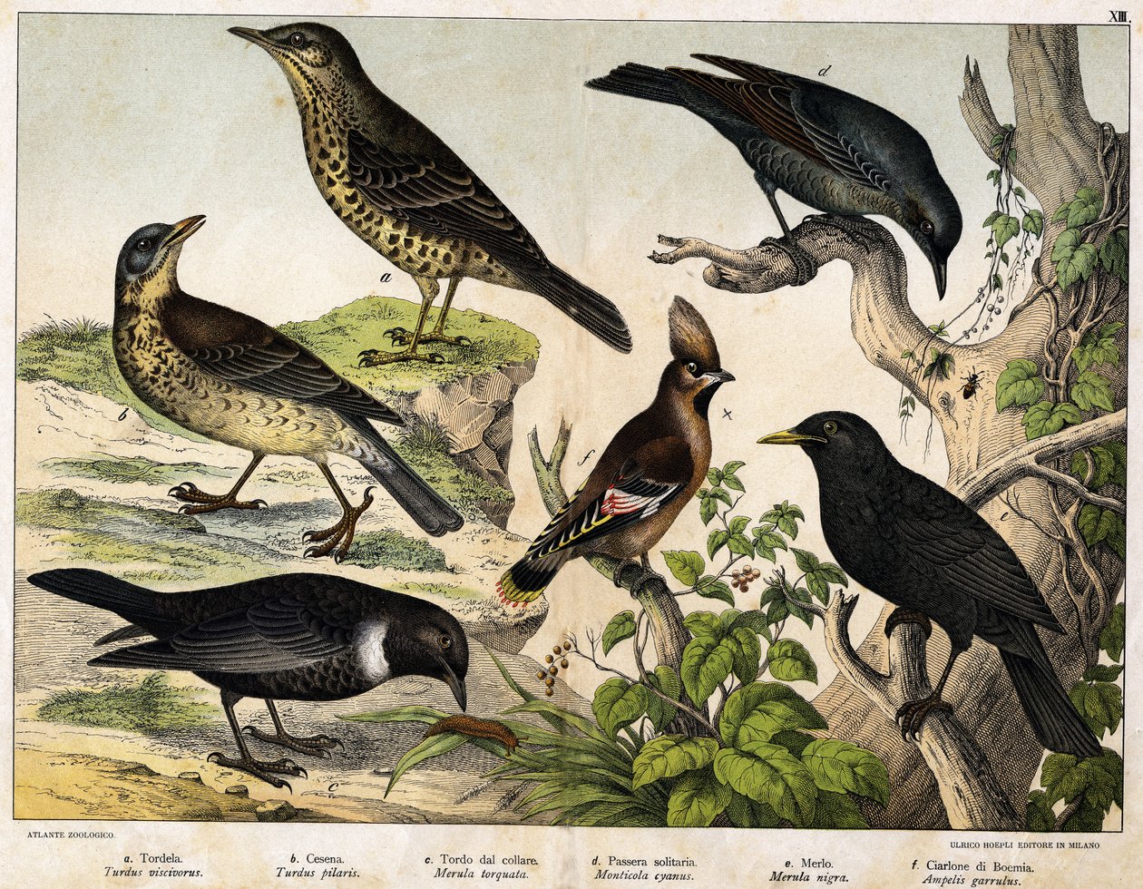 a: थ्रश (Turdus viscivorus), b: थ्रश (Turdus pilaris), c: ब्लैकबर्ड (Merula torquata), d: ब्लू ब्लैकबर्ड (Monticola cyanus), e: ब्लैकबर्ड (Merula nigra), f: Bohemian de Chatterer (Ampelis garulus) - "पक्षियों का प्राकृतिक इतिहास" में, संस्करण। हो द्वारा अज्ञात कलाकार