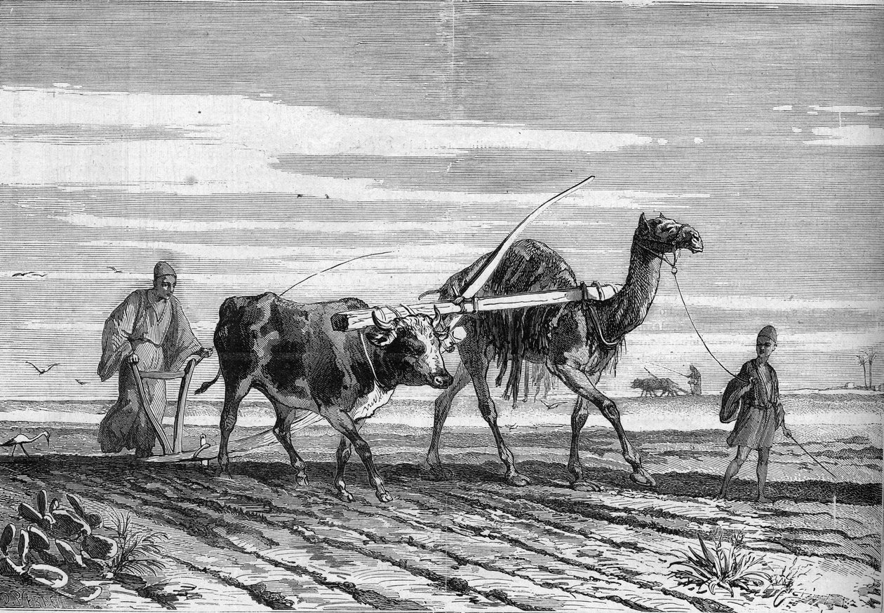 मिस्र में कृषि: एक गाय और एक ऊंट द्वारा खींचा गया हल। 17 जून 1882 के "" ले मोंडे इलस्ट्र्रे"" एन °1316 में उत्कीर्णन द्वारा अज्ञात कलाकार