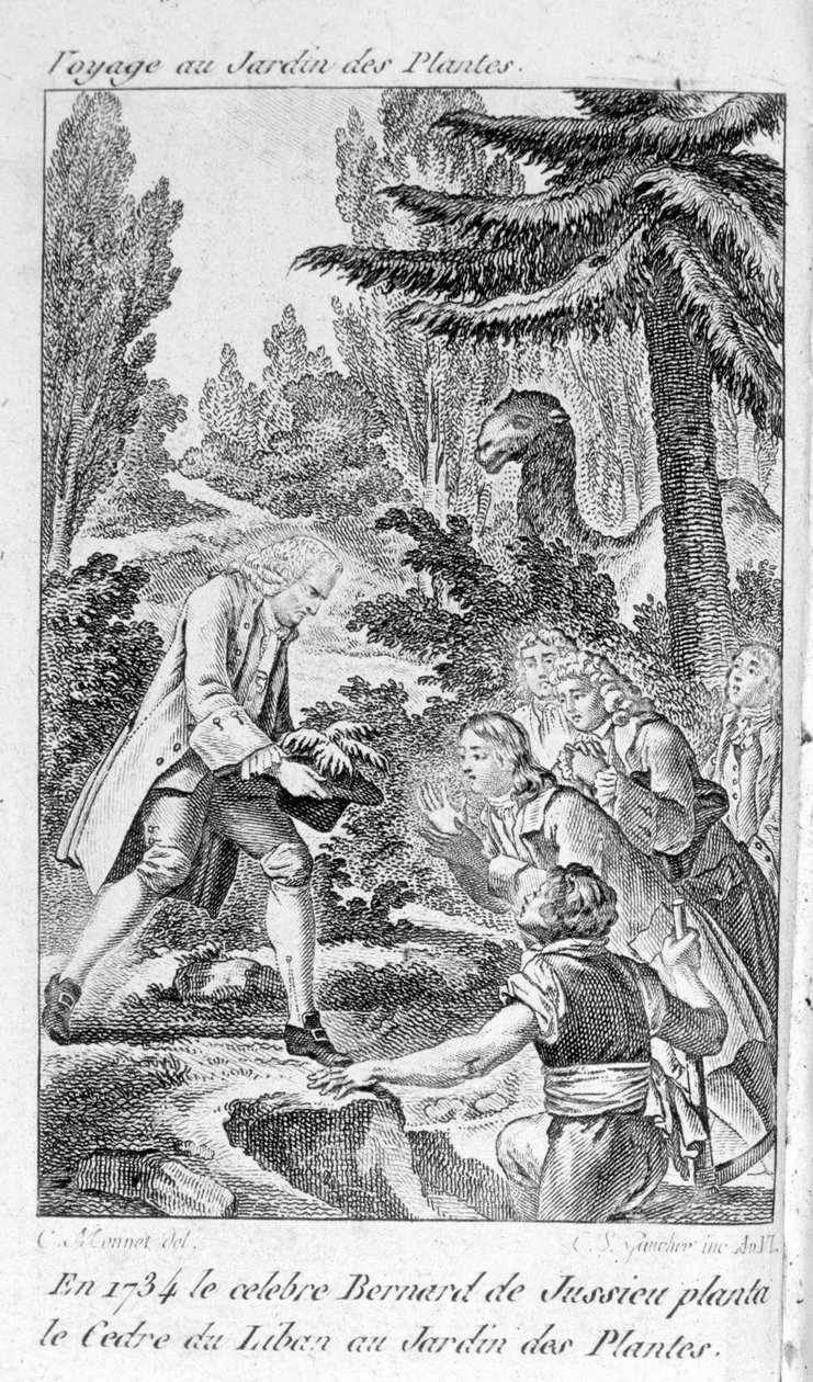 बर्नार्ड डी जुसीयू, फ्रांसीसी वनस्पतिशास्त्री (1699-1777) पेरिस में पौधों के बगीचे में लेबनान से एक देवदार लगाते हैं द्वारा अज्ञात कलाकार