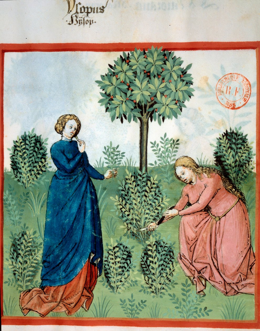 ह्य्सोप प्राप्त करें। दो महिलाओं ने हाईसोप (औषधीय और सुगंधित पौधे) की शाखाओं को काटा। "" टैकुइनम सैनिटाटिस में लघु। तकविम एस सिहा" (फोलियो 30), इब्न बटलान द्वारा लिखित, v.1445-1451। पेरिस, बीएन द्वारा अज्ञात कलाकार