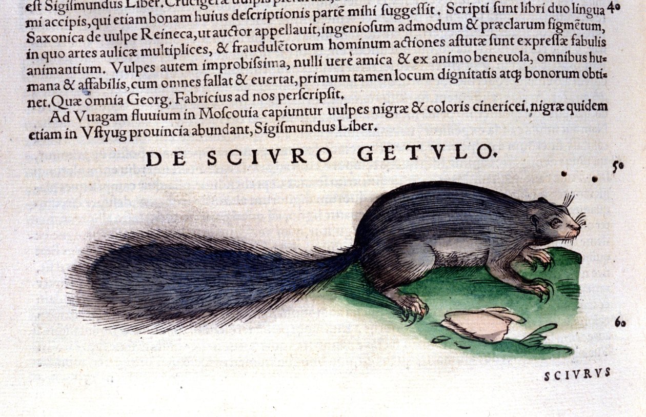 L'squirrel - कॉनराड गेस्नर (1516 - 1565), टिगुरी द्वारा हिस्टोरिया एनिमलियम में द्वारा अज्ञात कलाकार