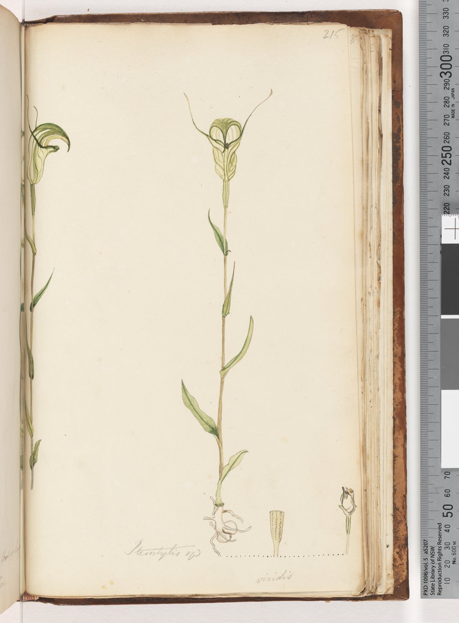 पृष्ठ 215. Pterostylis op - हरा द्वारा अज्ञात कलाकार