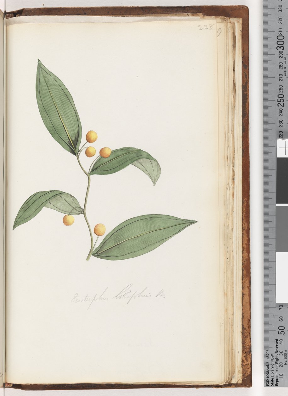 पृष्ठ 228. Eustrephus latifolius Br। वोमबट बेरी द्वारा अज्ञात कलाकार