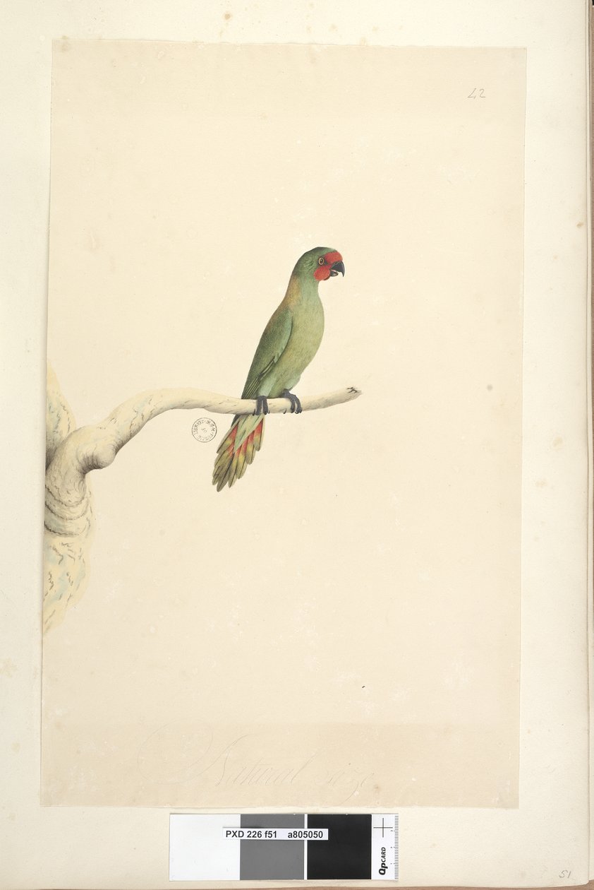 पृष्ठ 51. प्राकृतिक आकार लिटिल लॉरिकेट ग्लोसोप्सिट्टा पुसिल्ला, 1791-92 द्वारा अज्ञात कलाकार