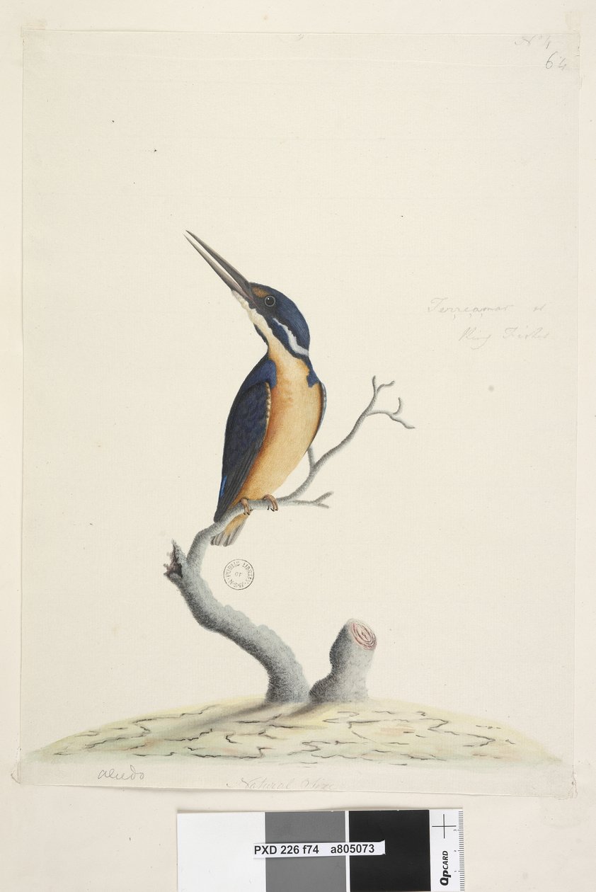 पृष्ठ 74. Ter, re, a, mar या King Fisher। अलग हाथ में निचले बाएँ Alcedo। तीसरे हाथ में निचले केंद्र में प्राकृतिक आकार एज़्योर किंगफ़िशर एलियोन एजुरिया, 1791-92 द्वारा अज्ञात कलाकार