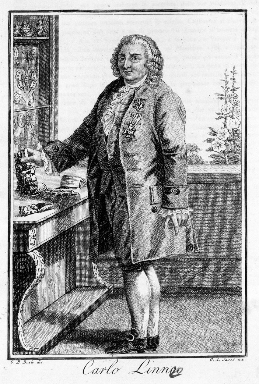 कार्ल वॉन लिने का पोर्ट्रेट स्वीडिश प्रकृतिवादी और लेखक (1707 - 1778)। एसडी. 19वीं सदी की नक्काशी। द्वारा अज्ञात कलाकार