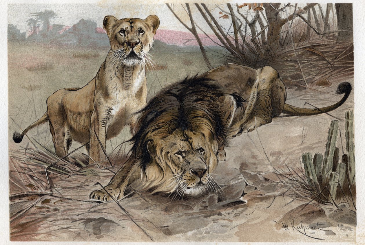 द लायन (पैंथेरा लियो) - अल्फ्रेड एडमंड ब्रेहम (1829-1884) द्वारा "ब्रेम्स लाइफ ऑफ एनिमल्स" से उत्कीर्णन द्वारा अज्ञात कलाकार