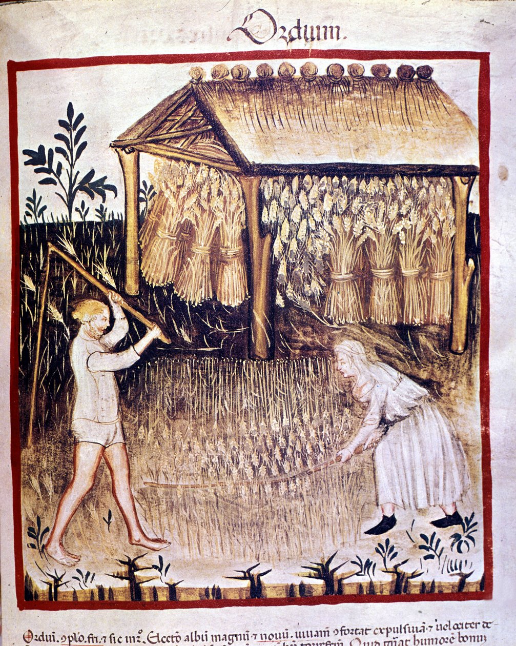 दो किसान जौ की खेती करते हैं। पीछे गेहूँ के जूतों को एक आश्रय के नीचे रखा जाता है। दवा और आहार विज्ञान के दुग्धपान से रोशनी "" टैकुइनम सैनिटैटिस "" द्वारा अज्ञात कलाकार