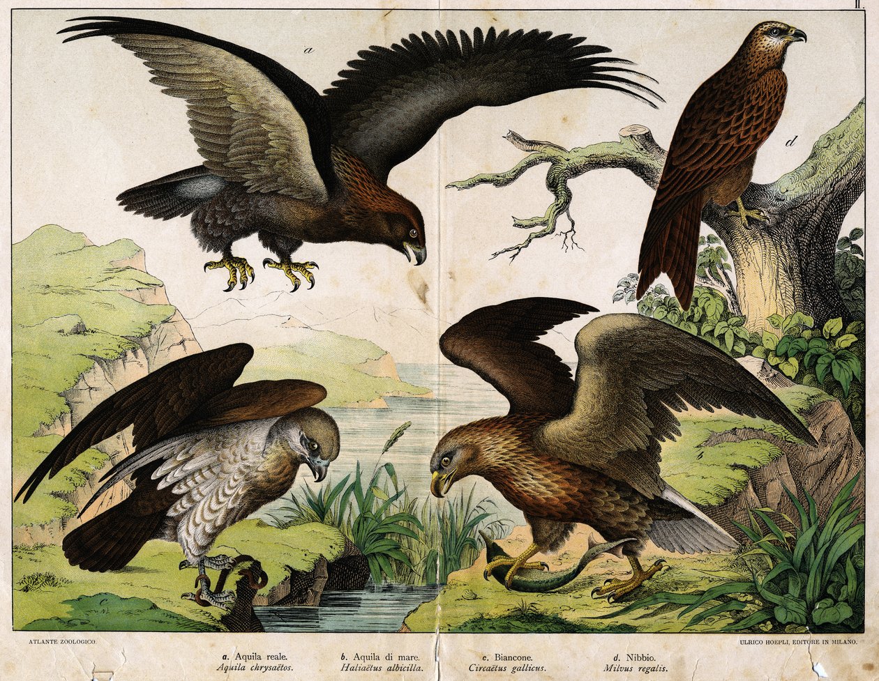 a: रॉयल ईगल (Aquila chrysaëtos), b: सी ईगल (Haliëtus albicilla), c: Circate, John the White (Circaëtus Gallicus), d: मिलान (Milvus regalis) - "नेचुरल हिस्ट्री ऑफ़ बर्ड्स" में, संस्करण। होपली, मिलानो द्वारा अज्ञात कलाकार