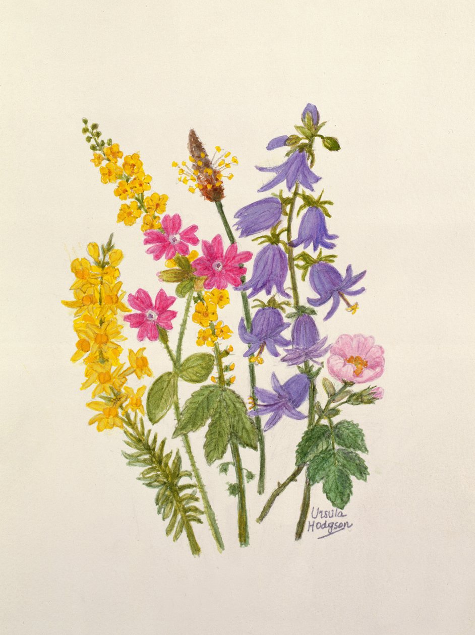 Bluebells, झाड़ू, जड़ी बूटी रॉबर्ट और अन्य जंगली फूल (कागज पर wc) द्वारा उर्सुला हॉजसन