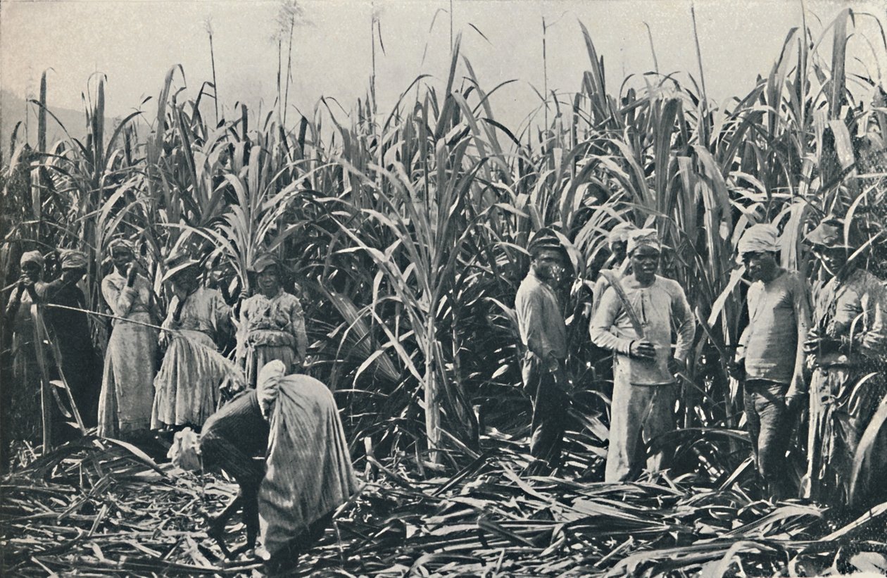 एक गन्ना वृक्षारोपण, 1916 द्वारा वेलेंटाइन एंड संस लिमिटेड