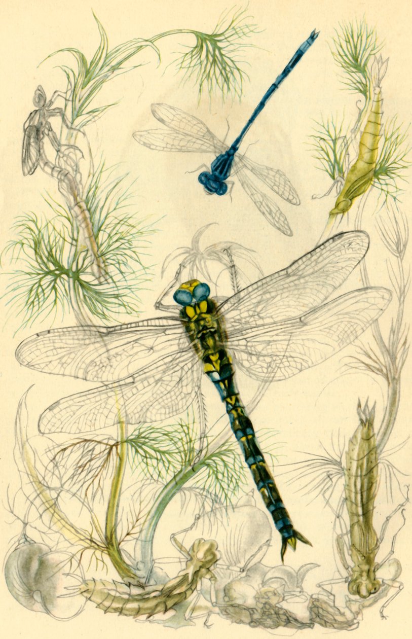Damselflies, Dragonflies और पानी के घोंघे, c1930s, 1946। द्वारा वेरे मंदिर