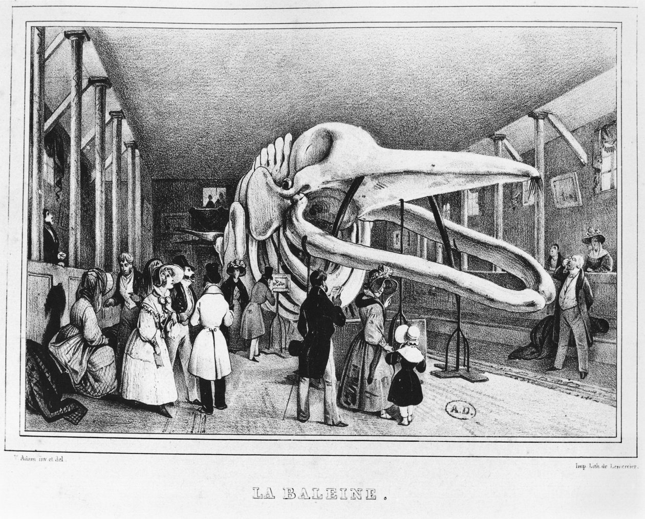 पेरिस में प्राकृतिक इतिहास संग्रहालय में व्हेल, c.1840 द्वारा विक्टर एडम