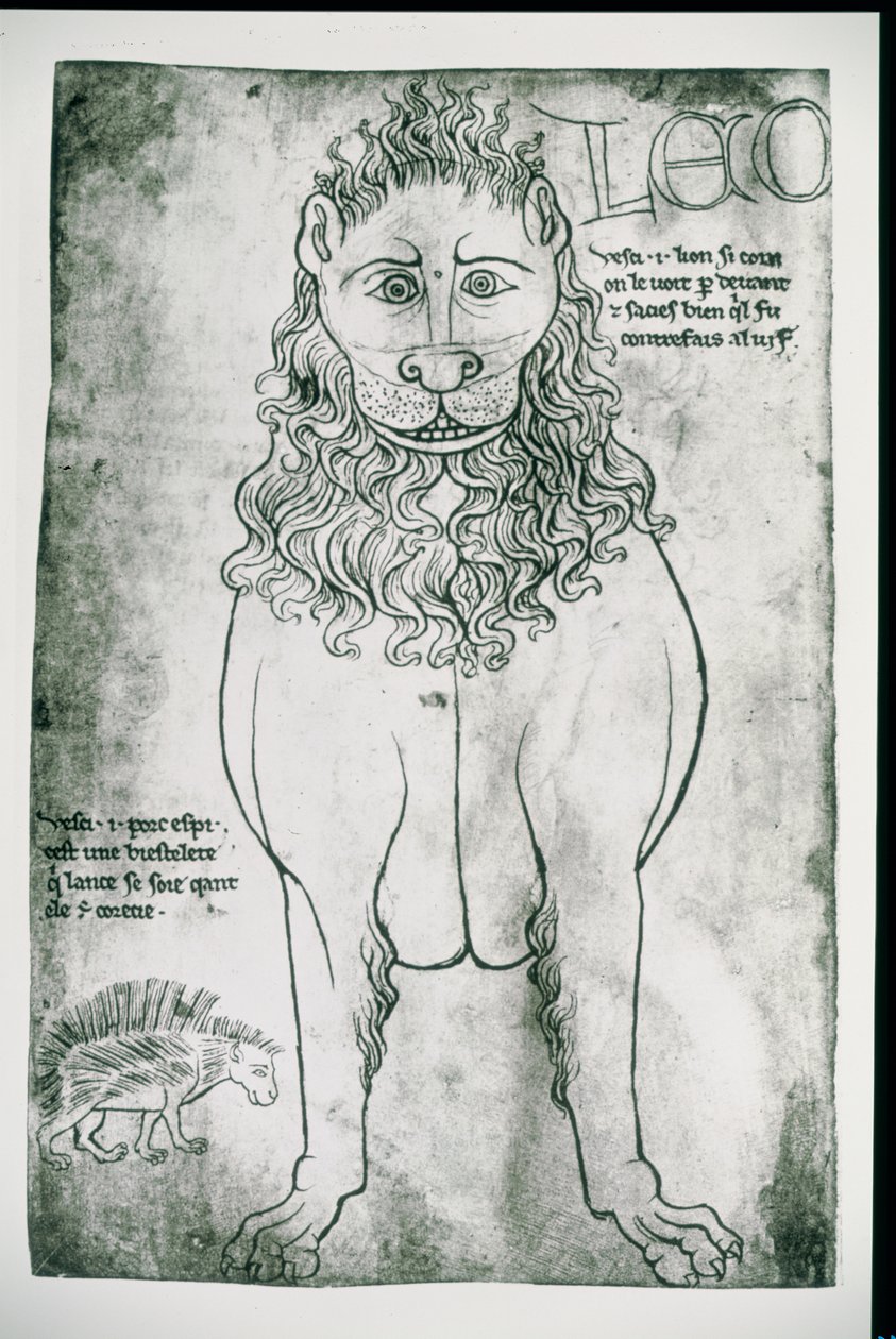 सुश्री फ्र 19093 fol.24v शेर और साही द्वारा विलार्ड डी होन्नेकोर्ट