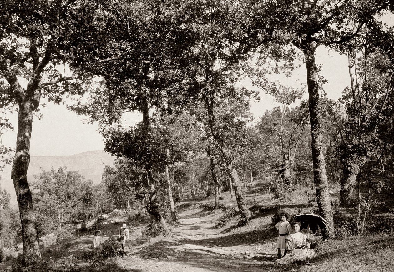 जंगल के माध्यम से चलो (बी / डब्ल्यू फोटो) द्वारा विटोरियो एलिनारिक