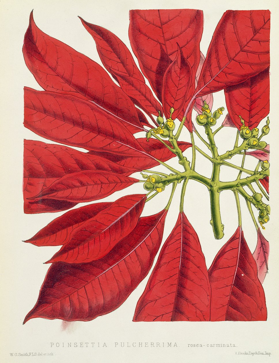 सबसे सुंदर poinsettia द्वारा डब्ल्यूजी स्मिथ