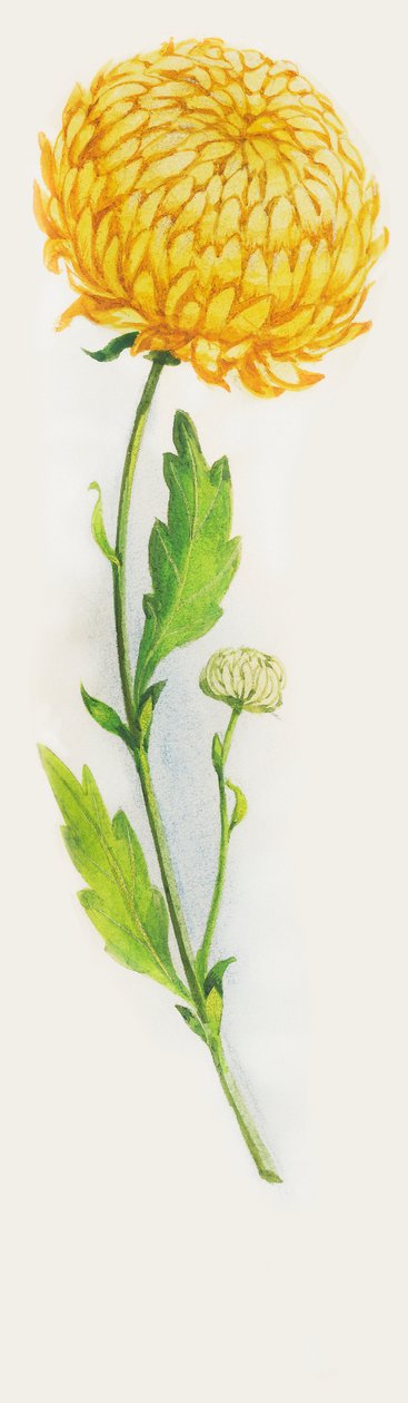 गुलदाउदी फूल, ड्राइंग द्वारा WG (बाद) थायर