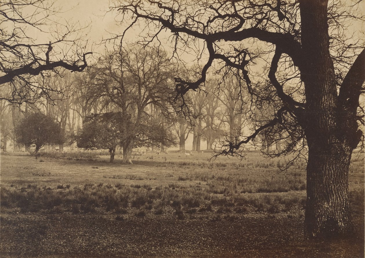 विंडसर पार्क, डियर फीडिंग, 1850s। द्वारा डब्ल्यूएच निकोल