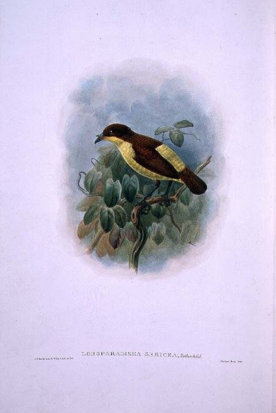 लोबोपैराडिसिया सेरिका, वाटरबिल्ड बर्ड ऑफ़ पैराडाइज़ (कलर लिथो) द्वारा डब्ल्यू. और केयूलेमन्स जेजी हार्ट