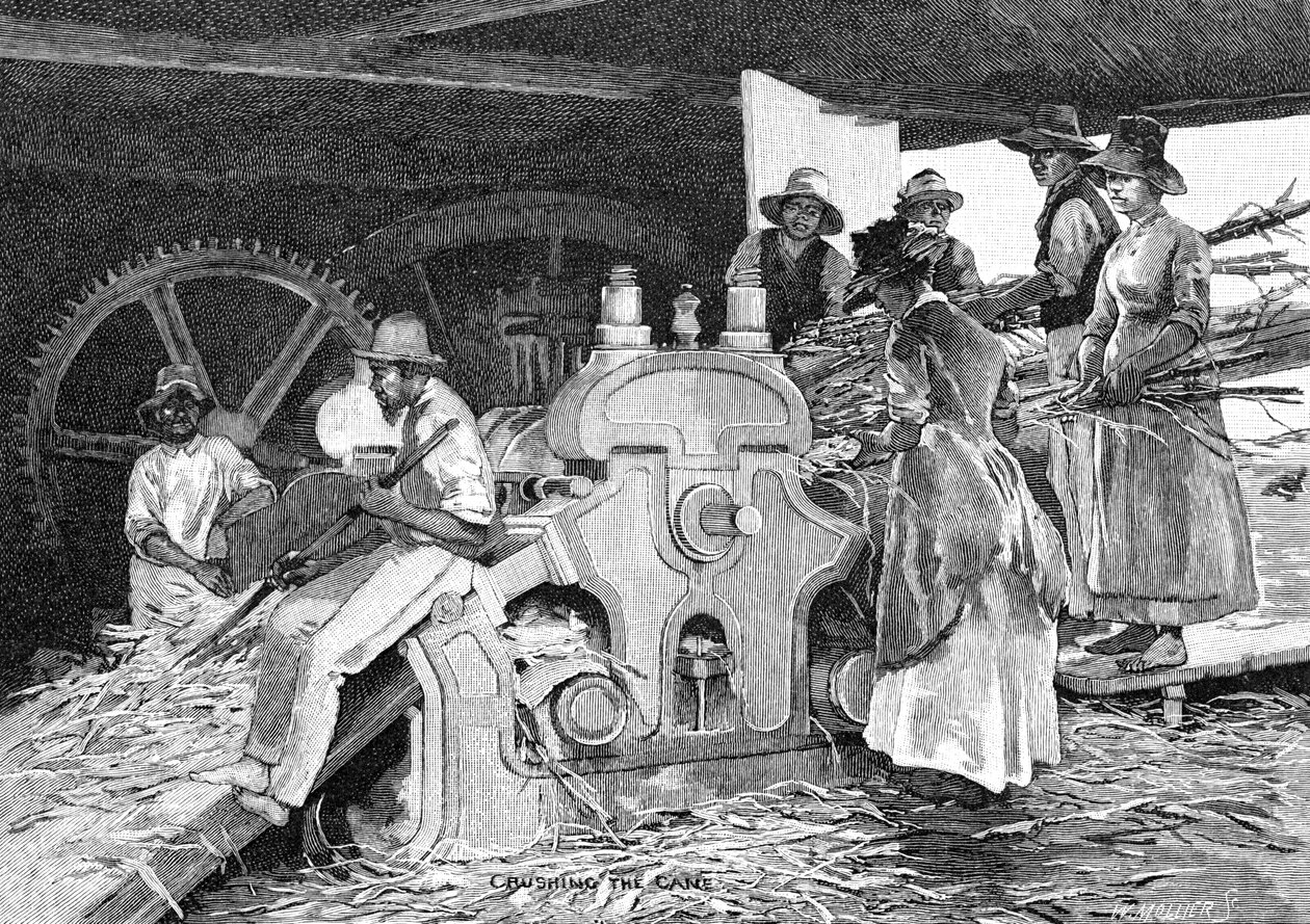 क्रेशिंग कैन, 1886। द्वारा डब्ल्यू। मोलियर