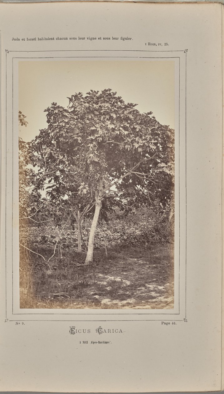  द्वारा डब्लू. डी. ब्रे