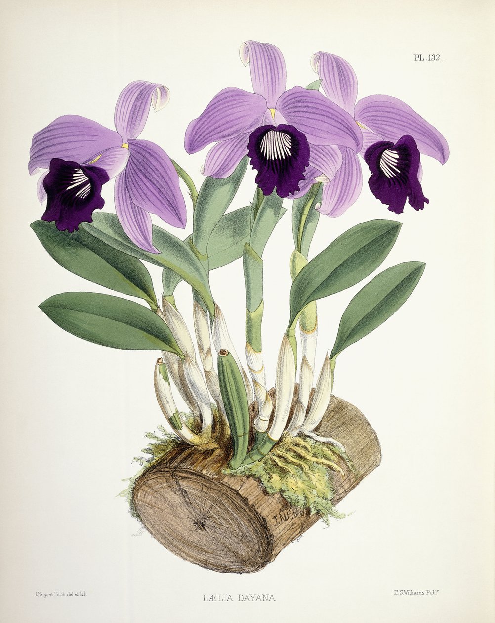 लेलिया दयाना, c.1882-1897 द्वारा वाल्टर हूड फिच