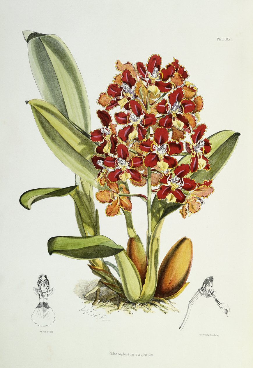 ओडोंटोग्लॉसम कोरोनारियम, 1864-1874 द्वारा वाल्टर हूड फिच