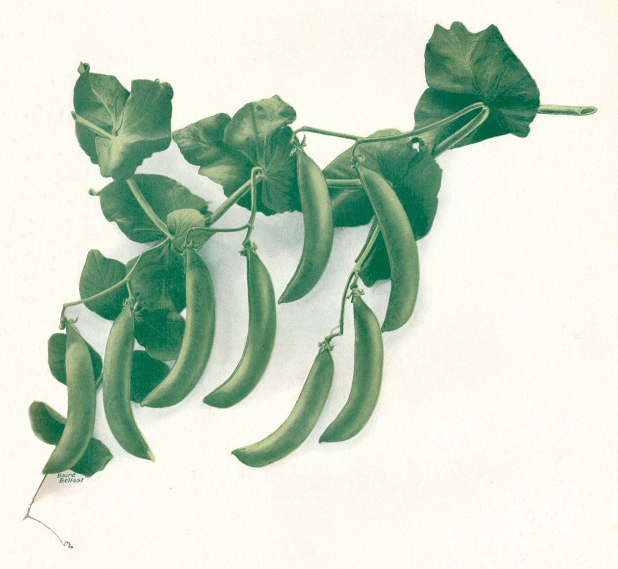 हरी मटर, c1908 द्वारा वैंडजी बेयर्ड लिमिटेड