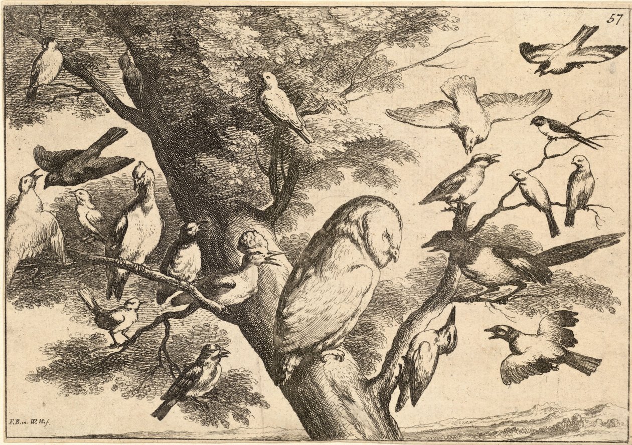 एक उल्लू को चीरते हुए पक्षी द्वारा Wenceslaus Hollar