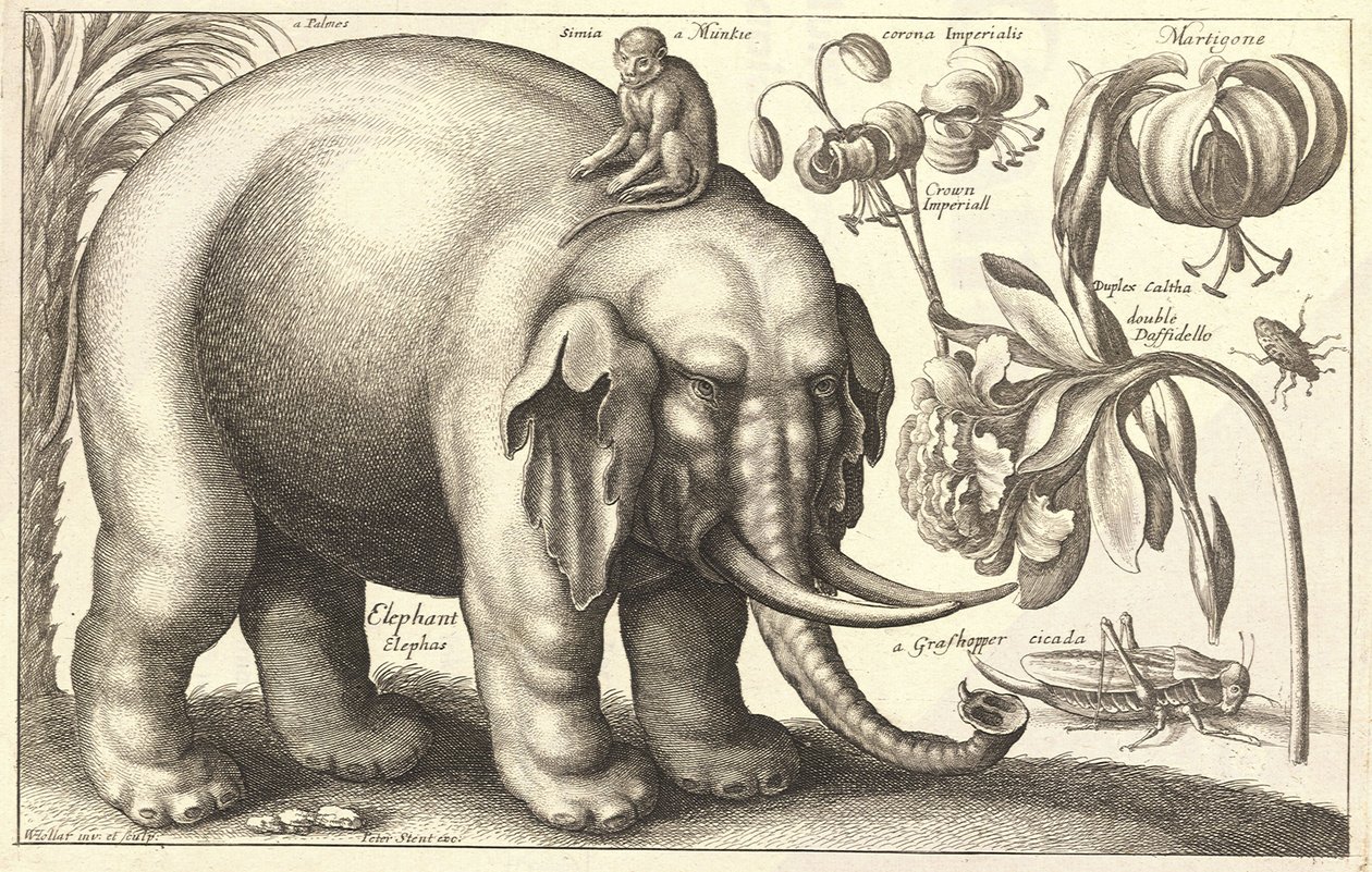 हाथी और फूल। राज्य २ द्वारा Wenceslaus Hollar
