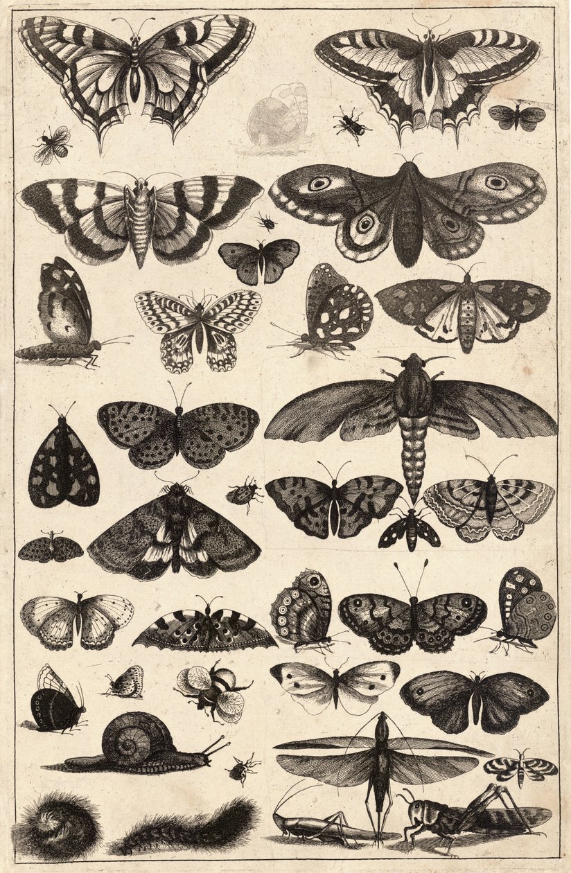 चालीस-एक कीड़े द्वारा Wenceslaus Hollar