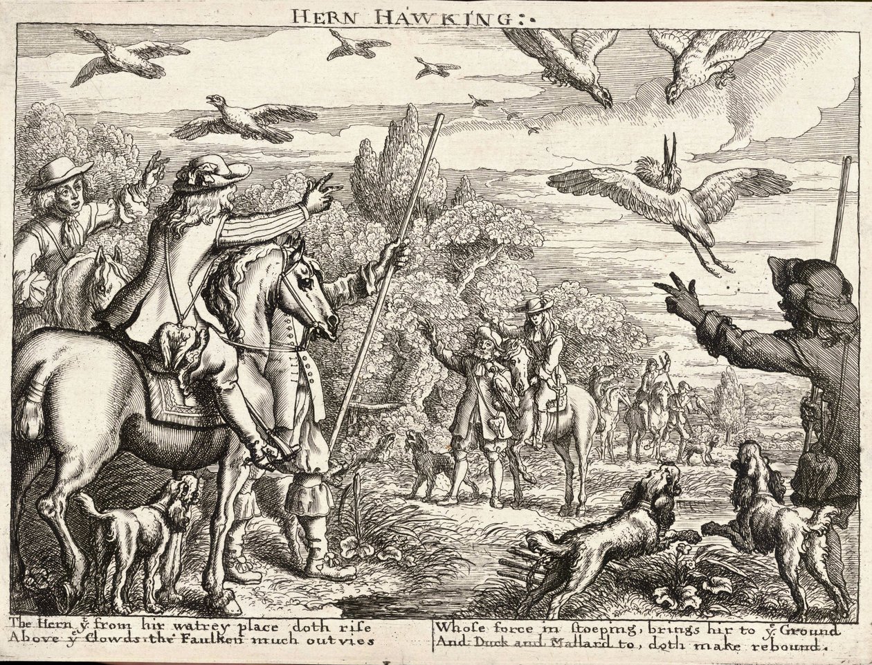 हर्न हॉकिंग द्वारा Wenceslaus Hollar