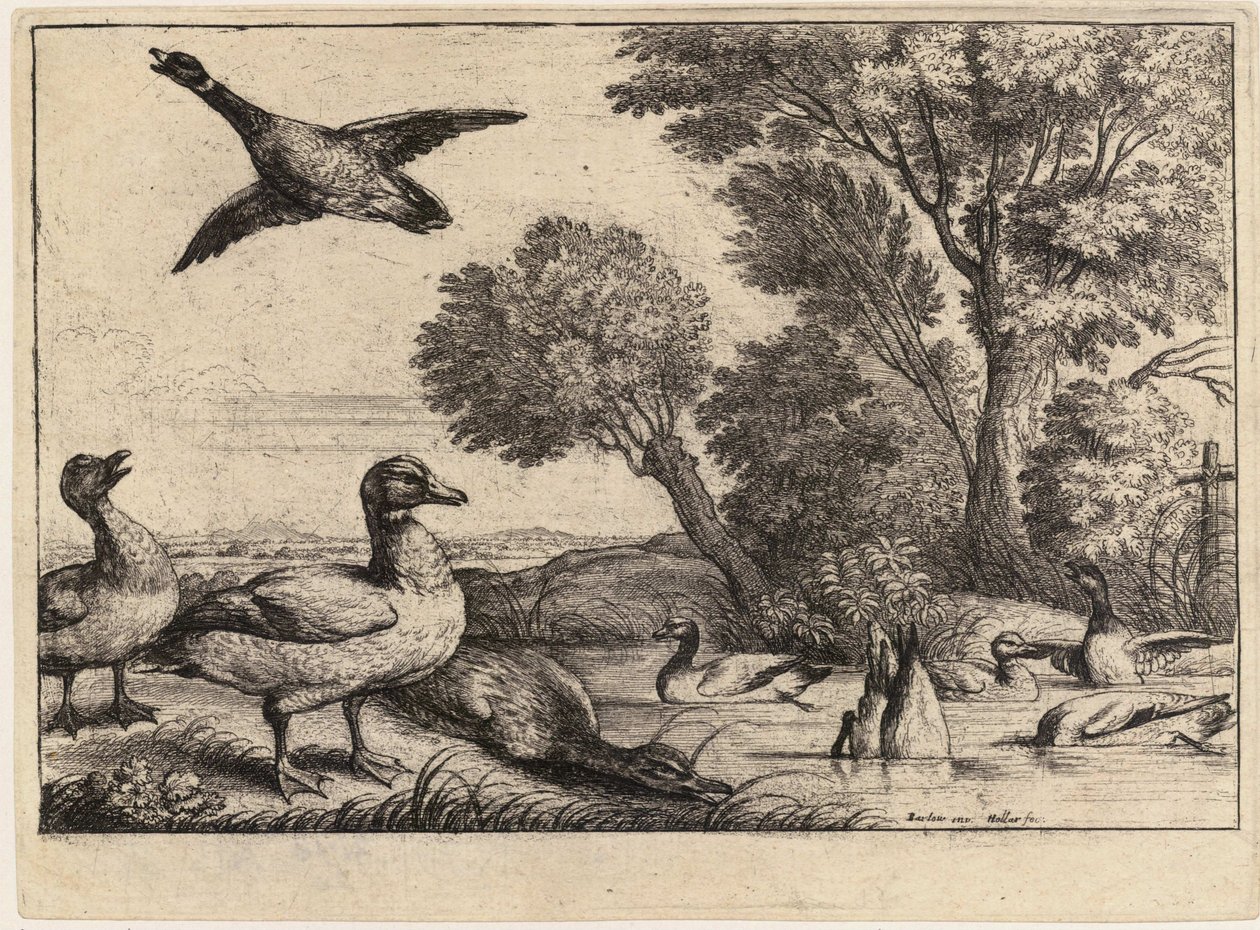 नौ बत्तख। राज्य २ द्वारा Wenceslaus Hollar