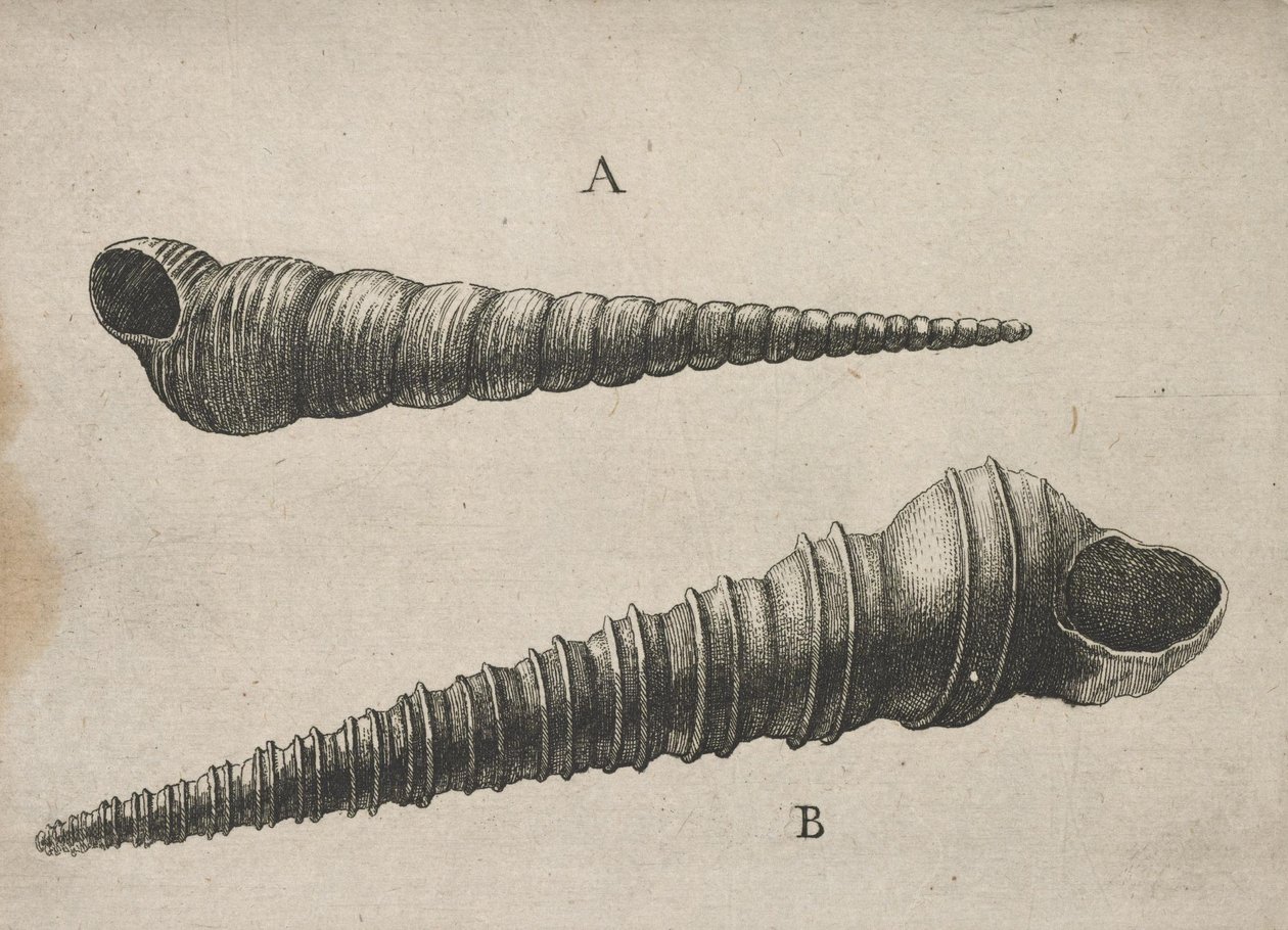 शैल द्वारा Wenceslaus Hollar