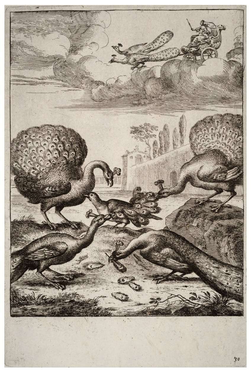 जय और मोर द्वारा Wenceslaus Hollar