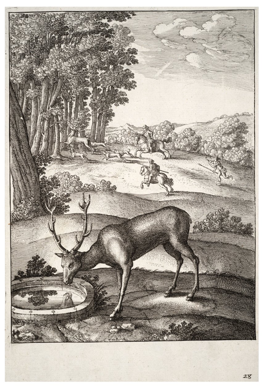 हरिण। राज्य २ द्वारा Wenceslaus Hollar