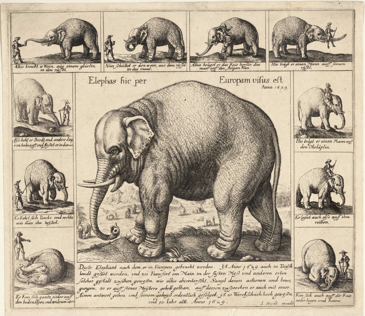 तम हाथी द्वारा Wenceslaus Hollar